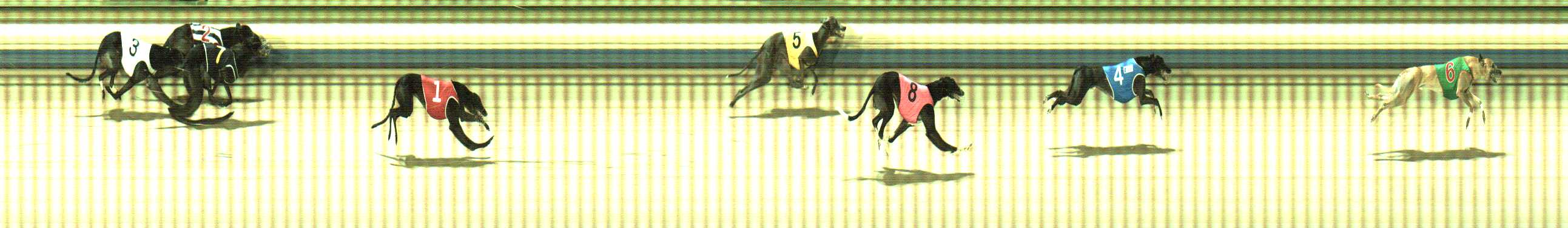 Photo finish for Sale Race 11
