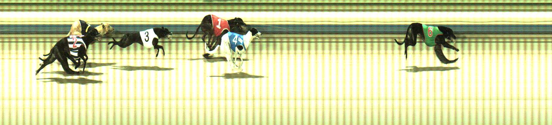 Photo finish for Sale Race 12