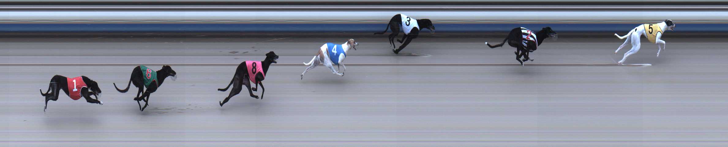 Photo finish for Sale Race 1