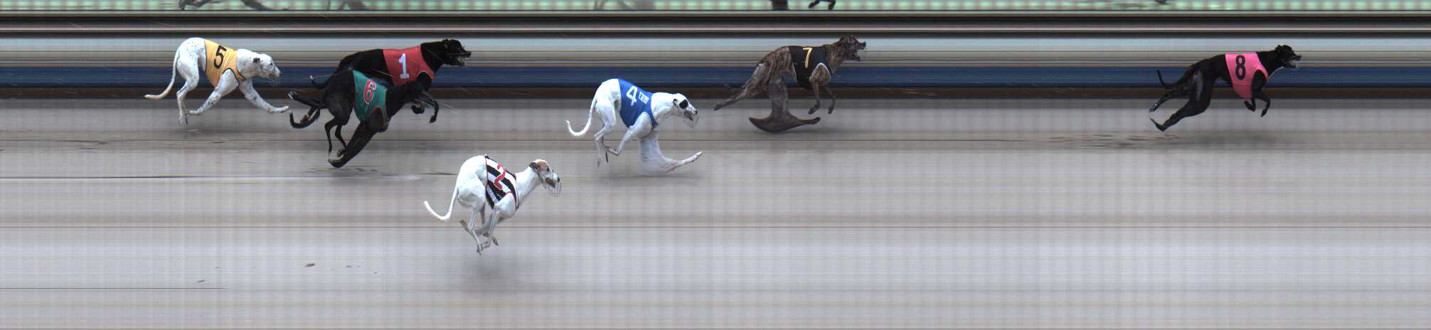 Photo finish for Sale Race 6