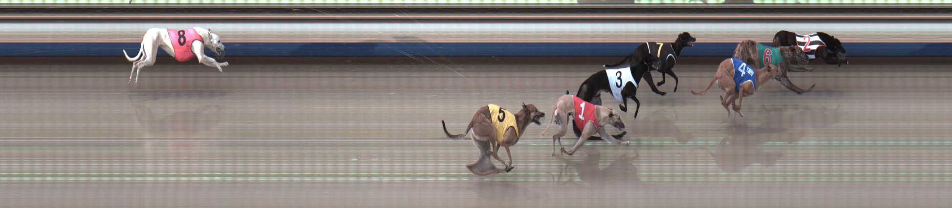 Photo finish for Sale Race 11