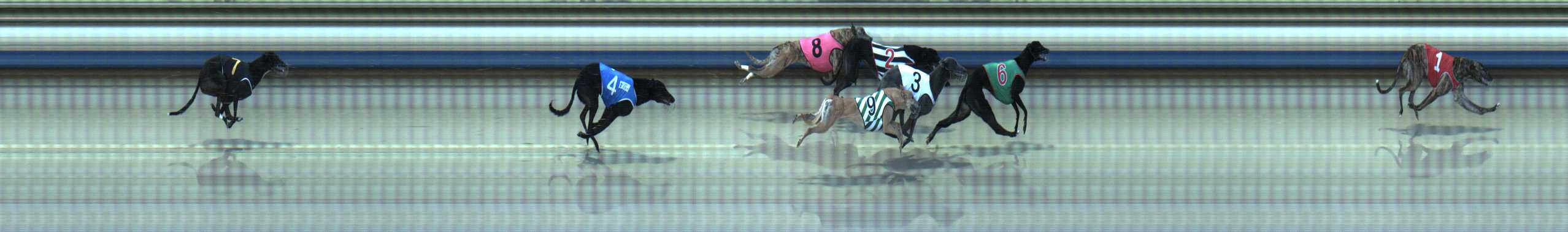 Photo finish for Sale Race 12