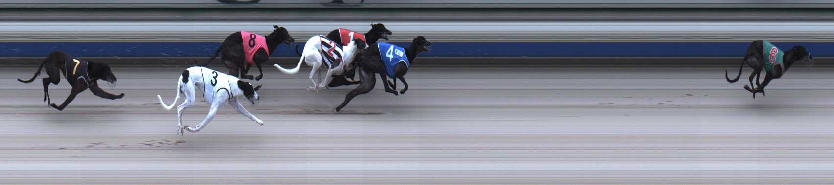 Photo finish for Sale Race 1
