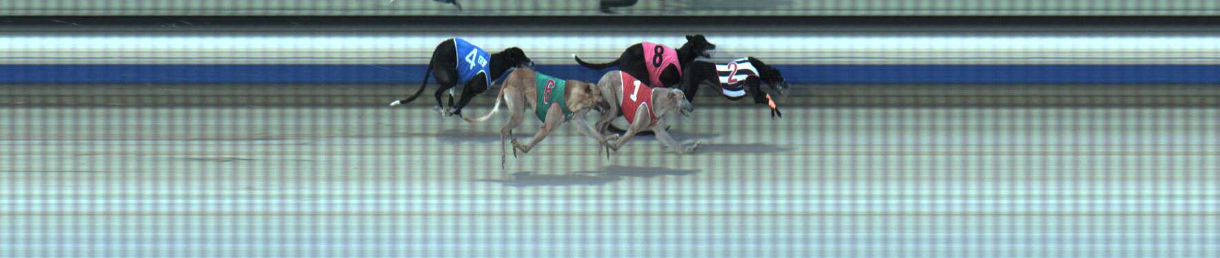 Photo finish for Sale Race 8