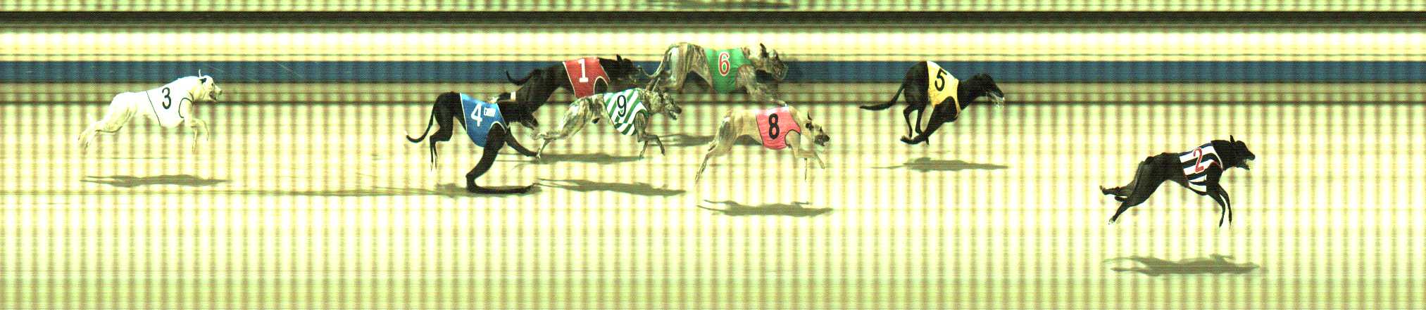 Photo finish for Sale Race 11