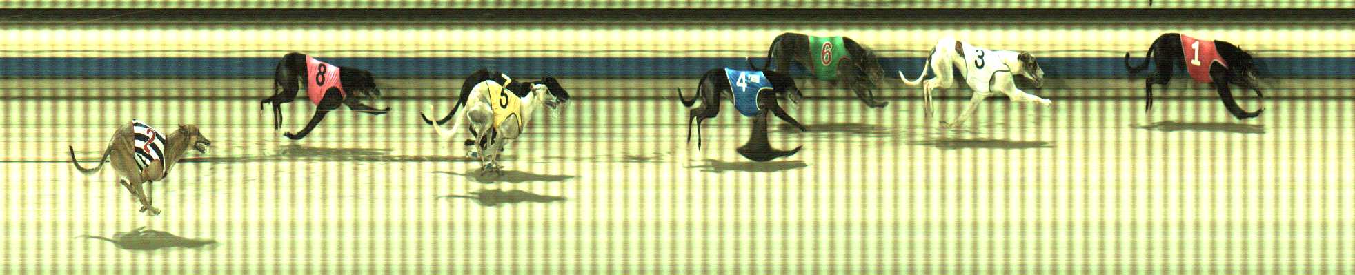 Photo finish for Sale Race 12