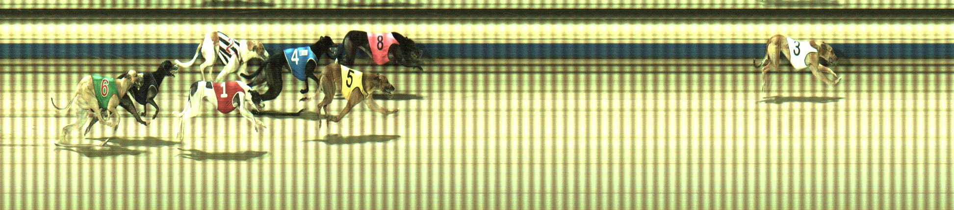 Photo finish for Sale Race 11