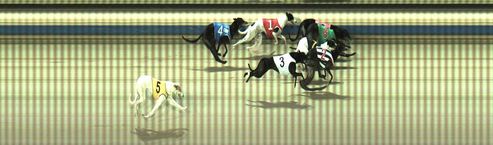 Photo finish for Sale Race 5