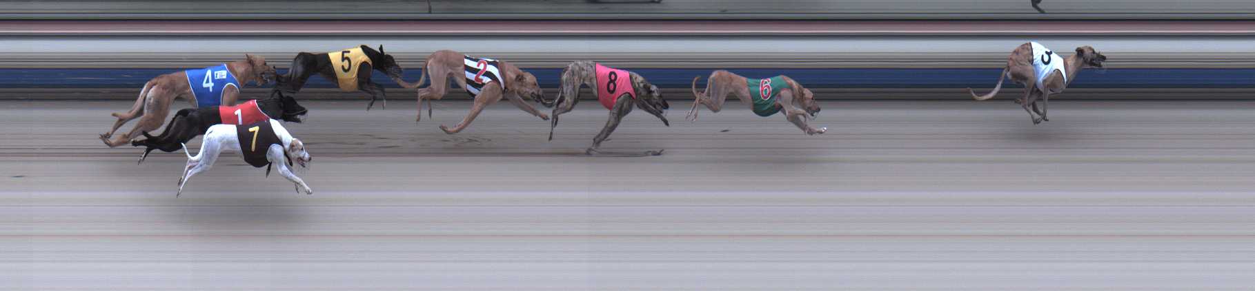 Photo finish for Sale Race 2