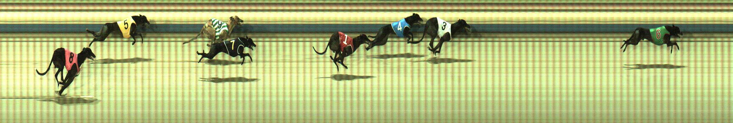 Photo finish for Sale Race 12