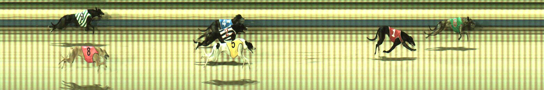 Photo finish for Sale Race 11