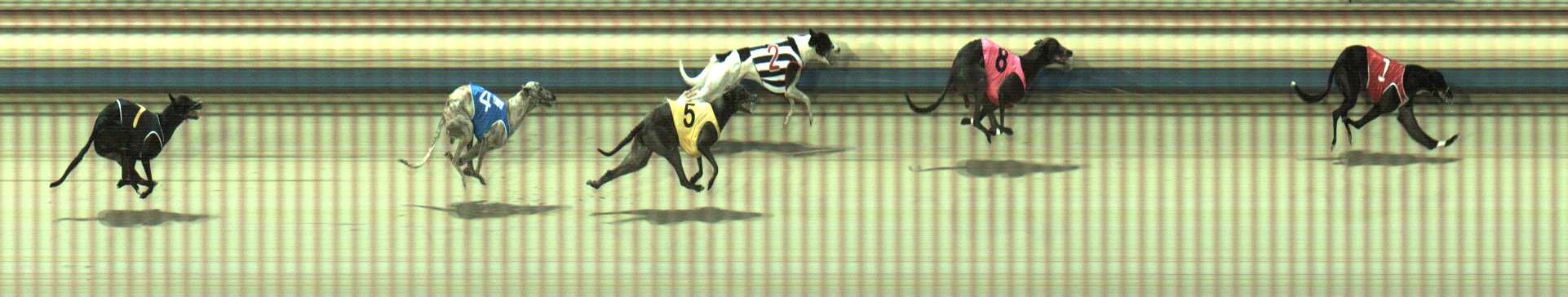 Photo finish for Sale Race 5