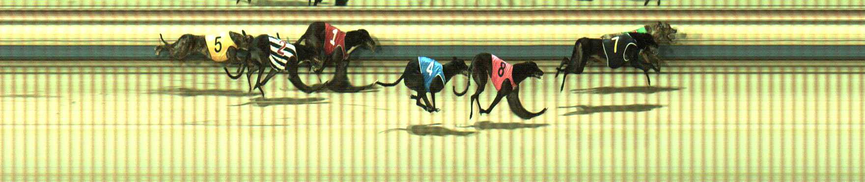 Photo finish for Sale Race 8