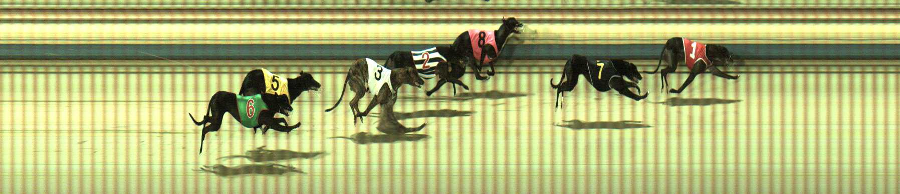 Photo finish for Sale Race 9