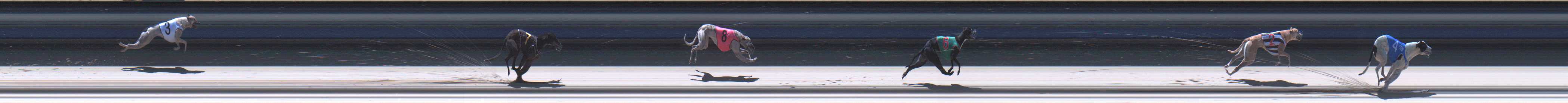 Photo finish for Sale Race 1