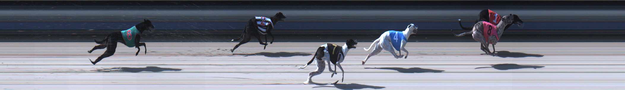 Photo finish for Sale Race 8