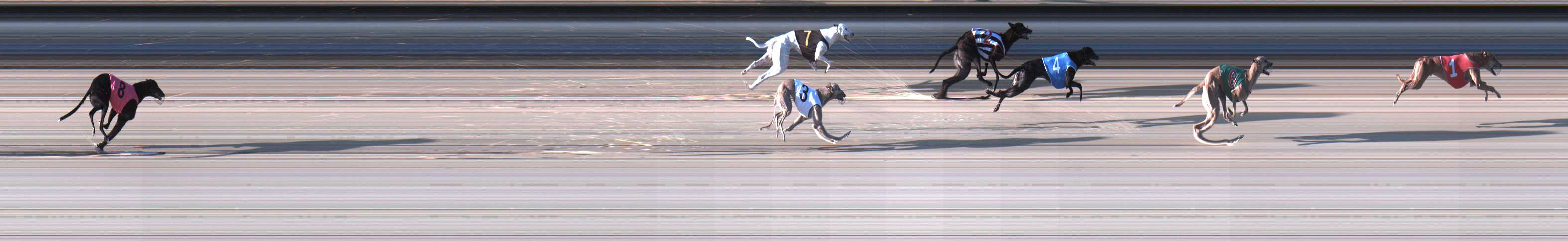 Photo finish for Sale Race 1