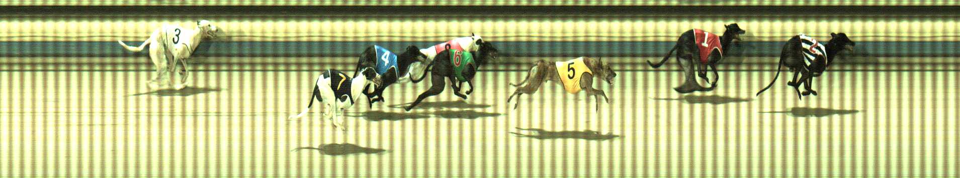 Photo finish for Sale Race 8
