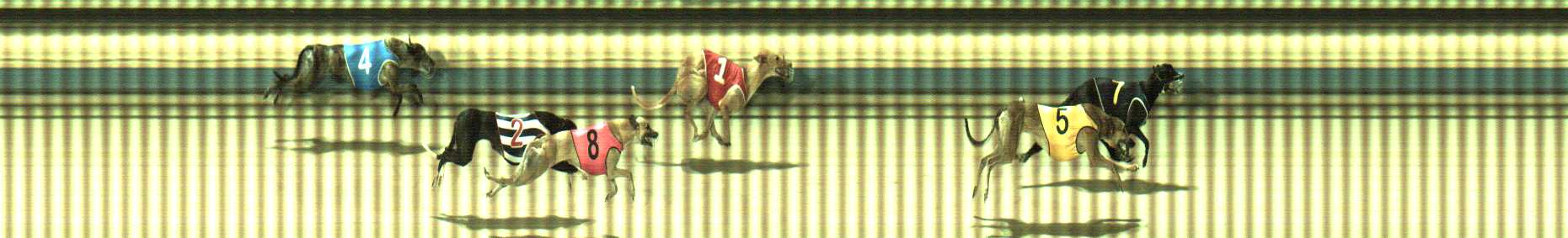 Photo finish for Sale Race 11