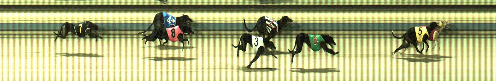 Photo finish for Sale Race 12