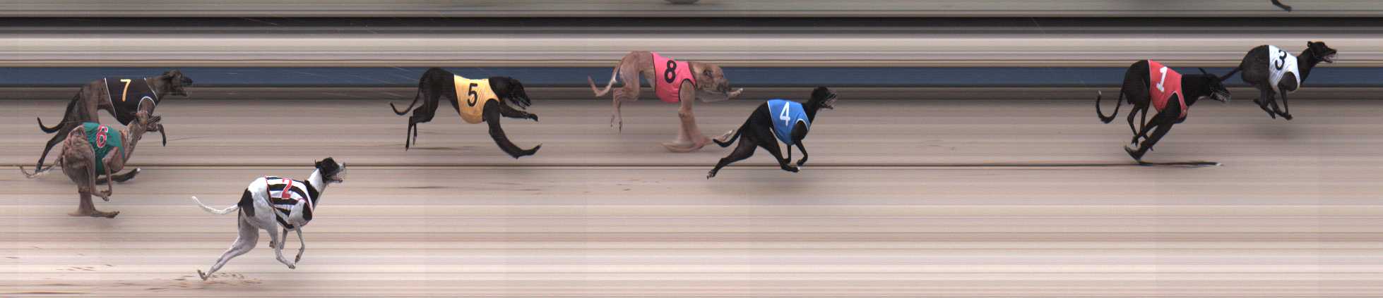 Photo finish for Sale Race 1