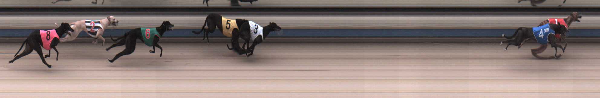 Photo finish for Sale Race 2