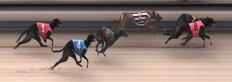 Photo finish for Sale Race 3