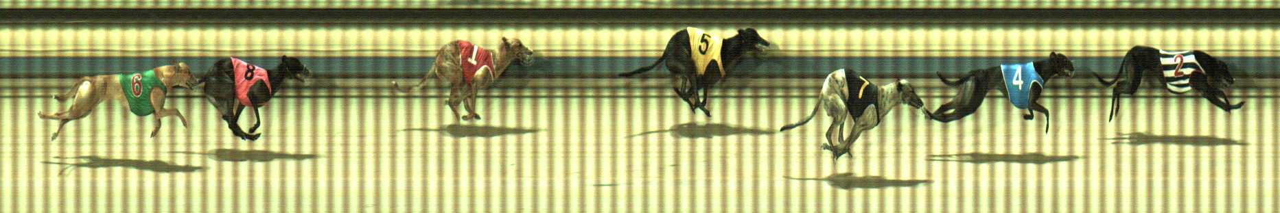 Photo finish for Sale Race 11