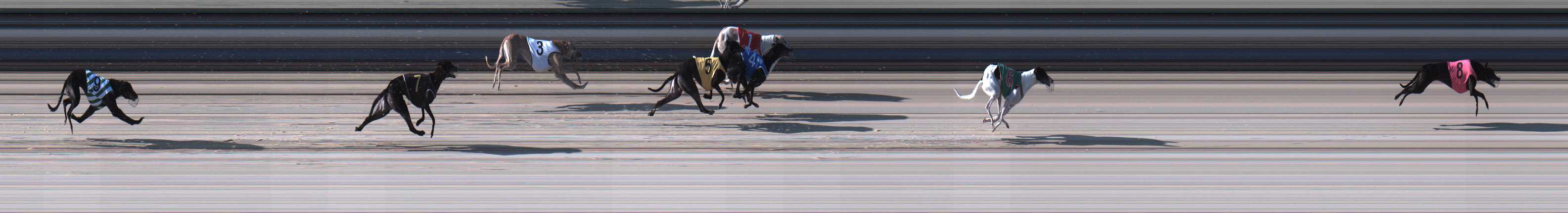 Photo finish for Sale Race 1