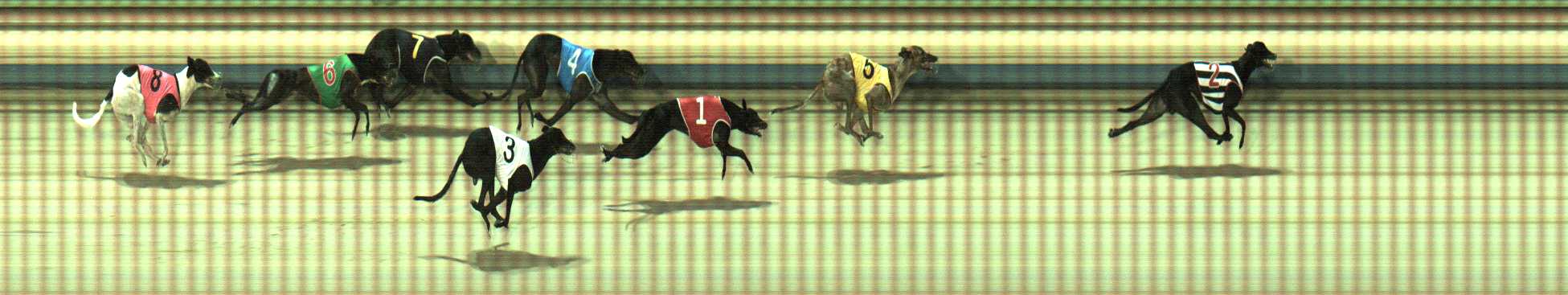 Photo finish for Sale Race 5