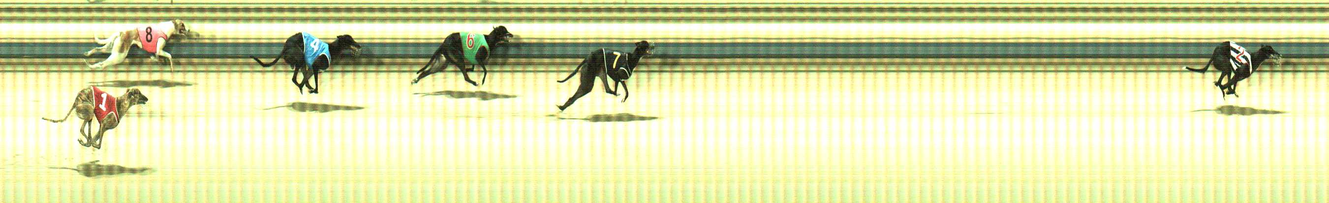 Photo finish for Sale Race 11