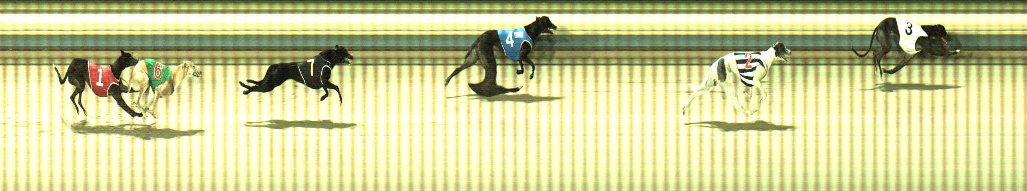 Photo finish for Sale Race 9