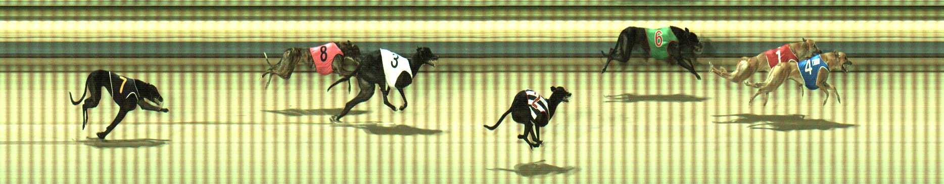 Photo finish for Sale Race 10