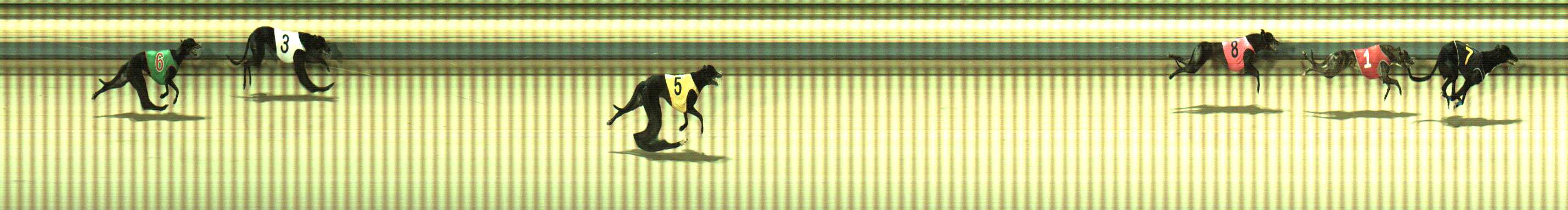 Photo finish for Sale Race 11