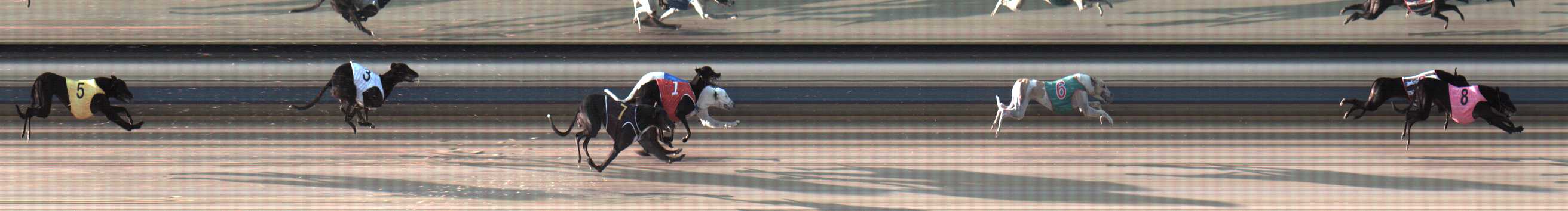 Photo finish for Sale Race 1