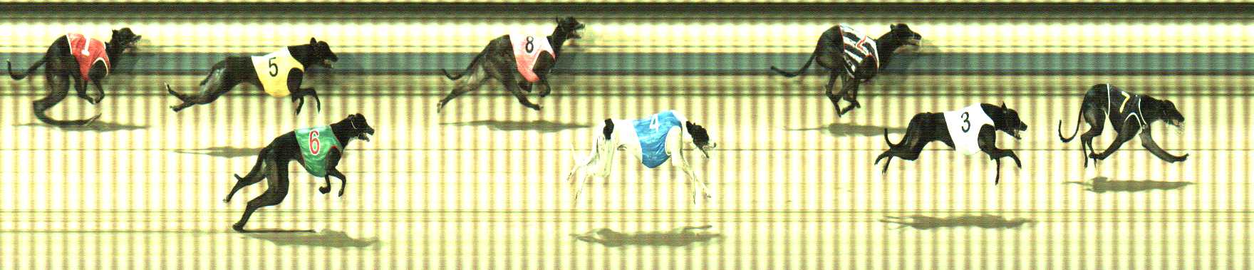 Photo finish for Sale Race 3