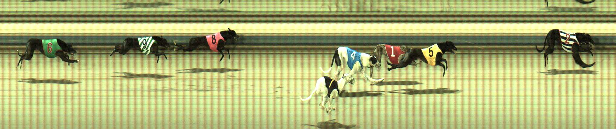Photo finish for Sale Race 9