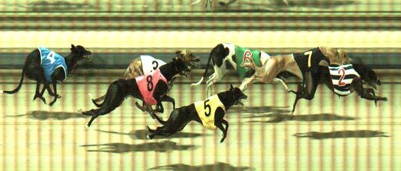 Photo finish for Sale Race 11