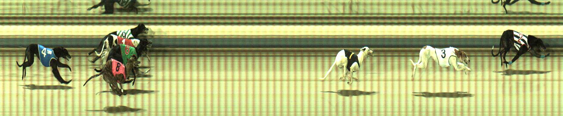 Photo finish for Sale Race 12