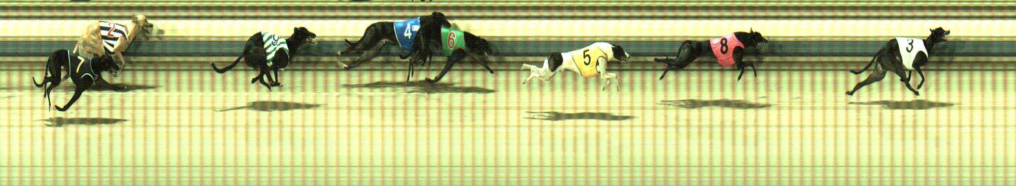 Photo finish for Sale Race 5