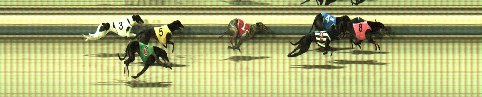 Photo finish for Sale Race 6