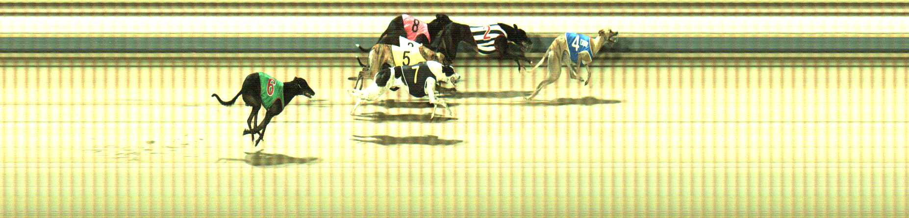 Photo finish for Sale Race 10
