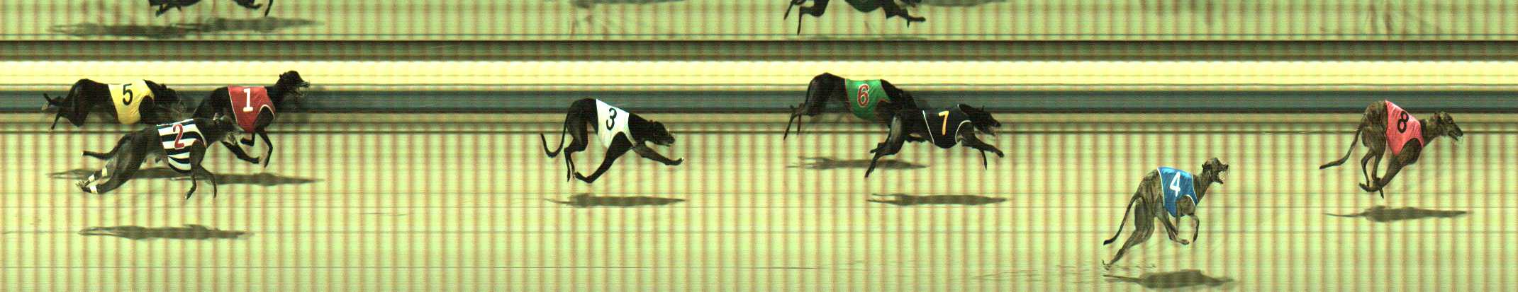 Photo finish for Sale Race 11