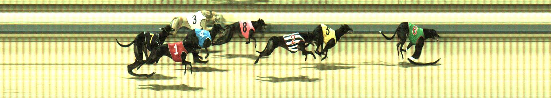 Photo finish for Sale Race 8
