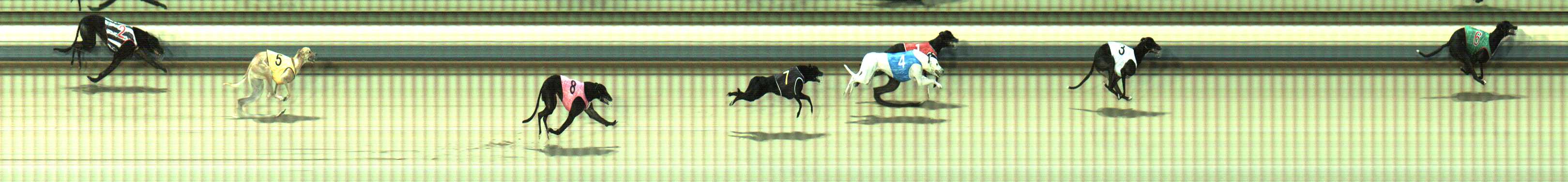 Photo finish for Sale Race 1
