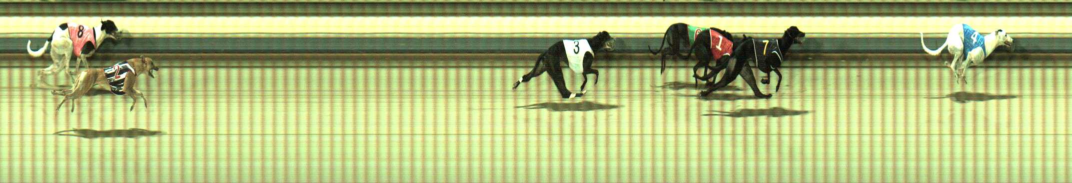 Photo finish for Sale Race 8