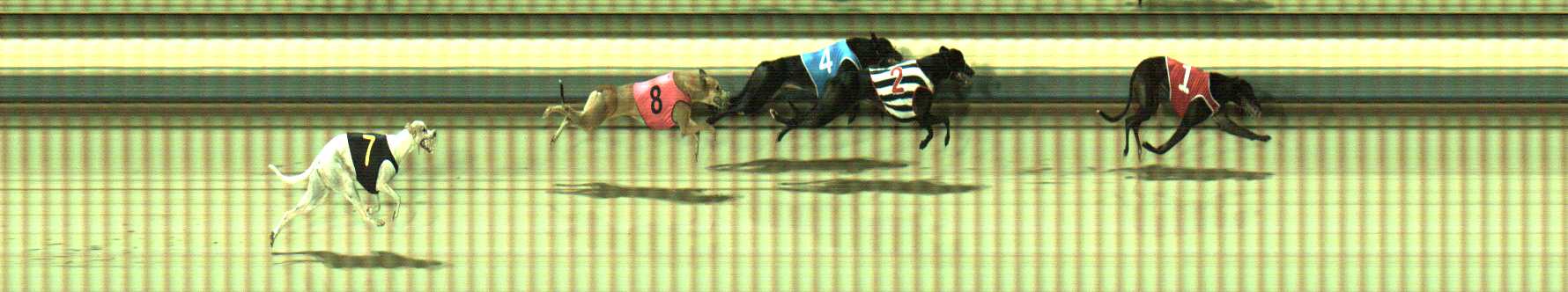 Photo finish for Sale Race 11