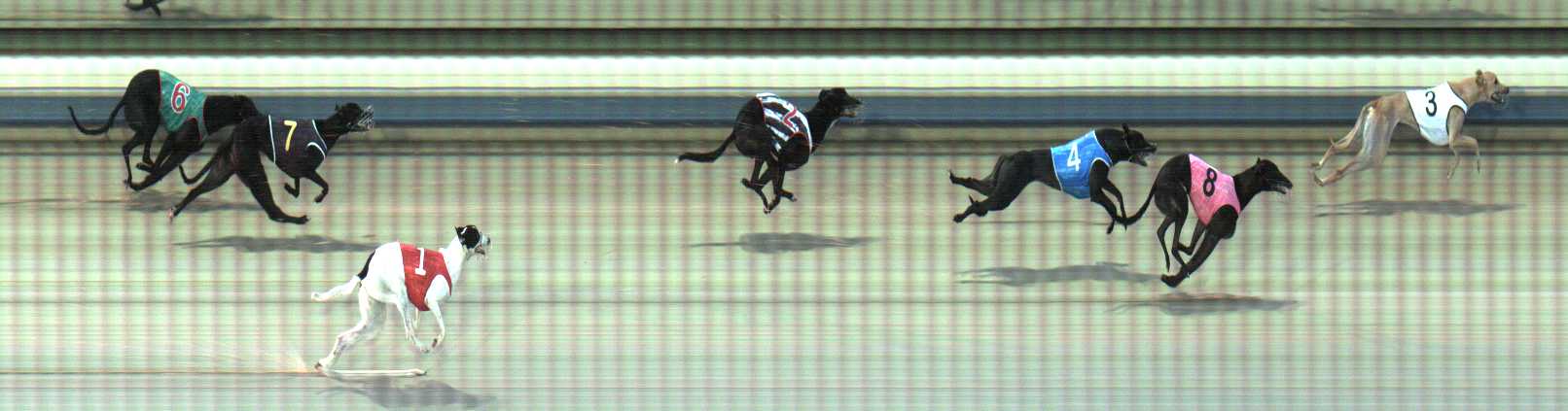 Photo finish for Sale Race 1