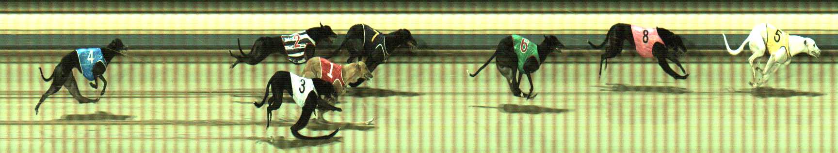 Photo finish for Sale Race 2