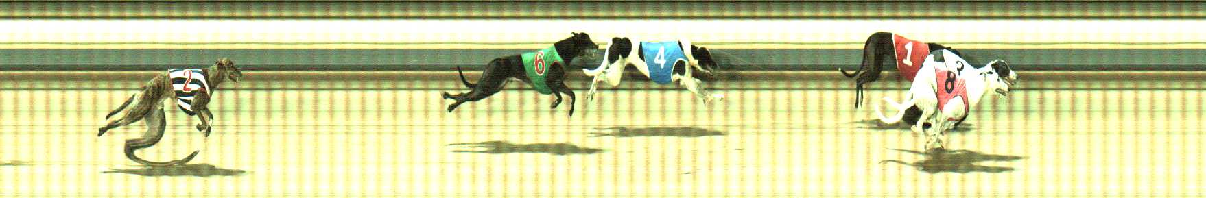 Photo finish for Sale Race 8